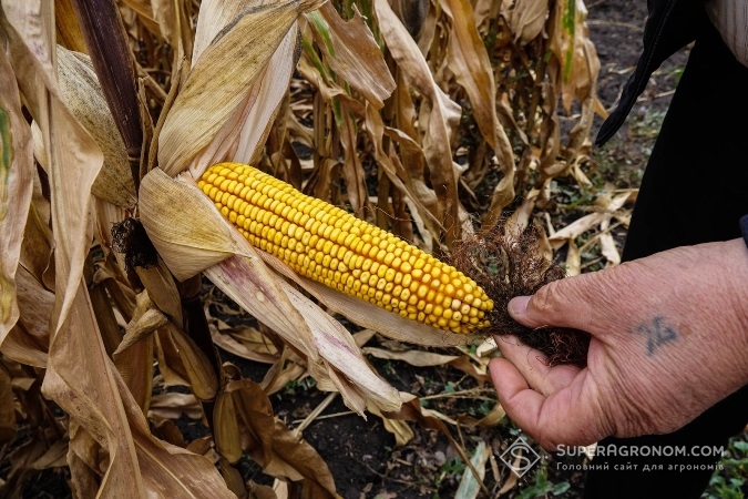 АгроЕкспедитори оглядають качани кукурудзи на полі